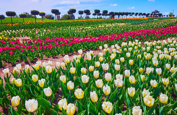 Enjoy the beauty and bright colors of the spring tulip field in Dobropark arboretum, Kyiv region, Ukraine
