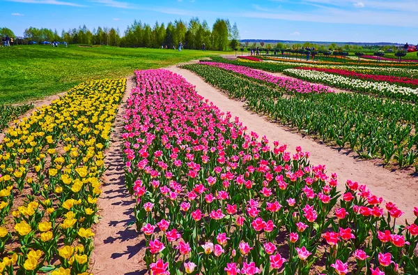 Wandeling Langs Het Kleurrijke Bloeiende Tulpenveld Met Feloranje Bordeaux Witte — Stockfoto