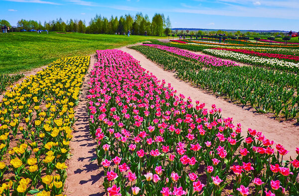 The walk along the colorful blooming tulip field with bright orange, burgundy, white and yellow flowers, Dobropark arboretum, Kyiv region, Ukraine