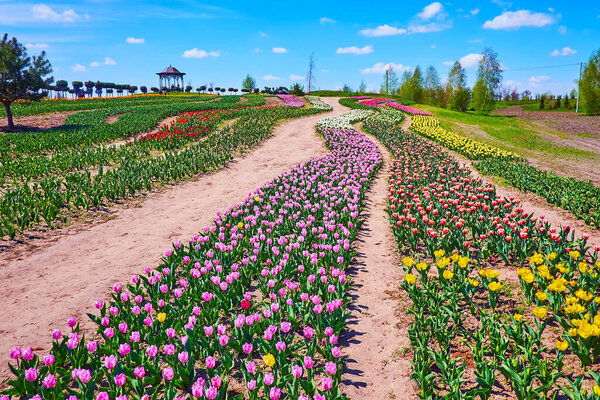 The pleasant walk among the bright colored tulips in the spring field, Dobropark arboretum, Kyiv region, Ukraine