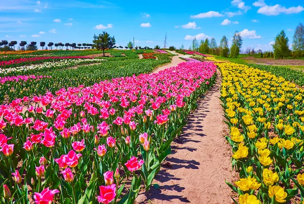 Wandel Tussen Rijen Felroze Gele Bloeiende Tulpen Het Gebied Van — Stockfoto