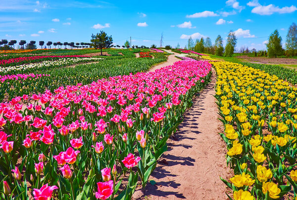 Walk between the rows of bright pink and yellow blooming tulips in the field of Dobropark arboretum, Kyiv region, Ukraine
