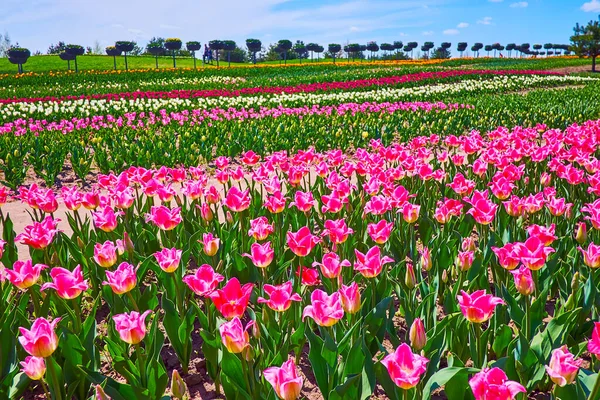 Bright Pink Tulips Front Different Colored Flowers Tulip Field Dobropark — Stock Photo, Image
