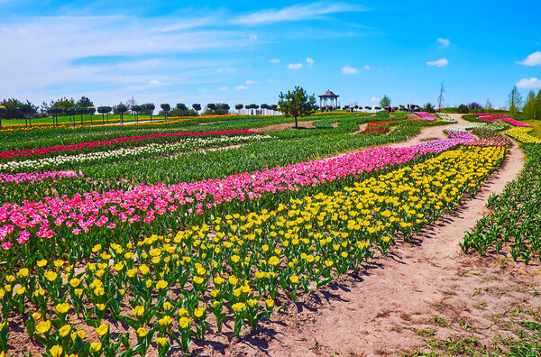 Enjoy the spectacular view of the colorful blooming tulip field, Dobropark arboretum, Kyiv region, Ukraine