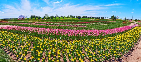 Панорама Поля Тюльпанов Красочными Цветущими Цветами Солнечный День Добропарк Дендрарий — стоковое фото