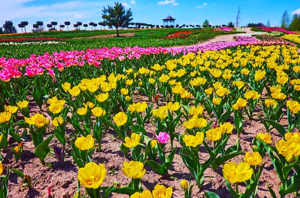 Vielzahl Von Hellen Und Bunten Blumen Frühling Tulpenfeld Dobropark Arboretum — Stockfoto