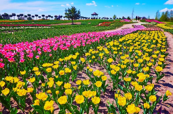Voorjaarsreis Naar Het Bloeiende Tulpenveld Van Dobropark Arboretum Kiev Regio — Stockfoto