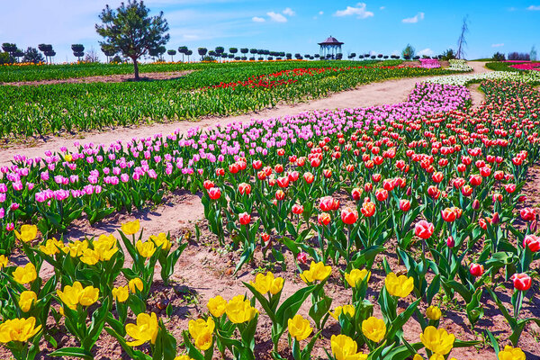 The different colors, shapes and species of blooming tulips in the field of Dobropark arboretum, Kyiv region, Ukraine