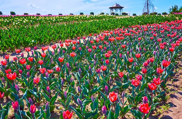 Genießen Sie Einen Romantischen Spaziergang Einem Tulpenfeld Mit Blick Auf — Stockfoto