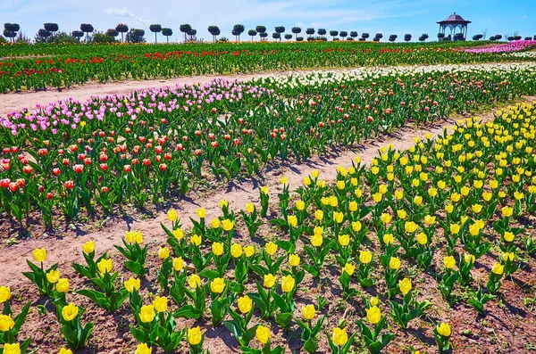 Поле Тюльпанов Расположено Джентльменском Холме Создает Интересный Угол Наблюдения Цветущими — стоковое фото