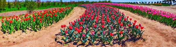 Panorama Rows Blooming Red Purple Pink Tulips Field Dobropark Arboretum — Stock Photo, Image