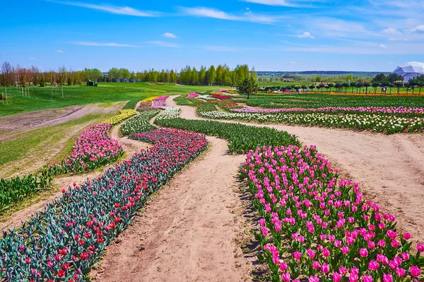 Heldere Zonnige Lentedag Een Perfect Moment Het Bloeiende Tulpenveld Met — Stockfoto