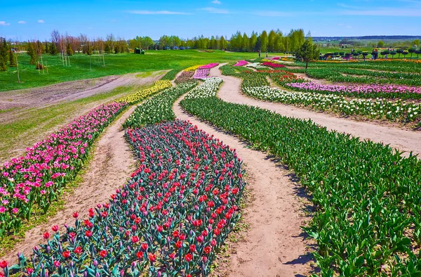 The gentle hilly area is covered with rows of colorful tulips of Dobropark arboretum, Kyiv region, Ukraine