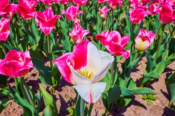 Close Bright White Pink Tulip Field Dobropark Arboretum Kyiv Region — Stock Photo, Image