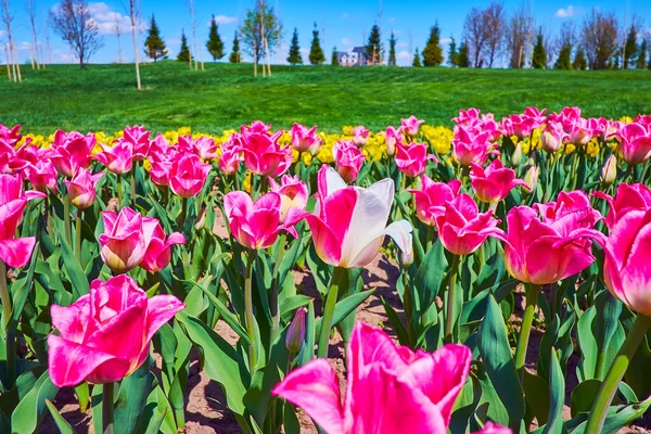 Close Bright Pink Tulips Field Dobropark Arboretum Kyiv Region Ukraine — Stock Photo, Image