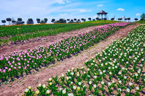 Besuchen Sie Die Malerische Blühende Tulpenfeld Und Genießen Sie Bunte — Stockfoto