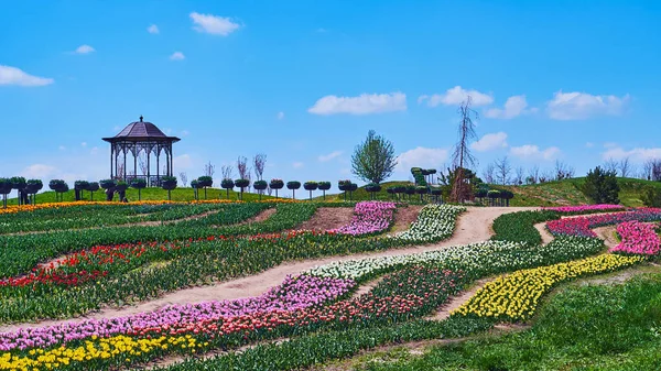 The tulip field with its bright colorful flowers is the perfect place for the day tour, Dobropark arboretum, Kyiv region, Ukraine