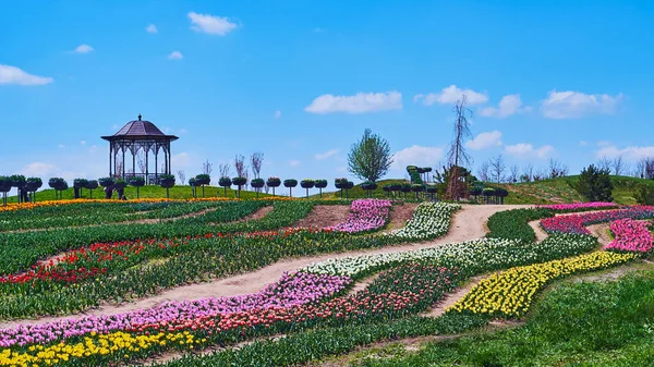 Тюльпан Поле Яркими Красочными Цветами Является Идеальным Местом Дневного Тура — стоковое фото