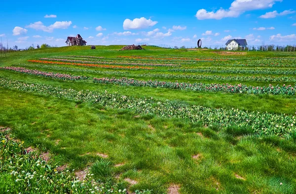 Das Tulpenfeld Mit Bunten Reihen Mit Blumen Und Hohen Grünen — Stockfoto