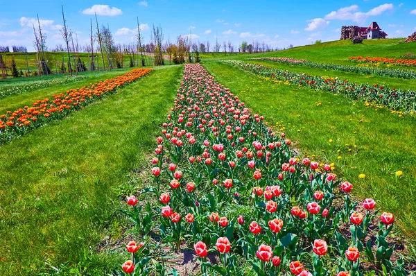 Colorful Tulips Field Lined Walking Alleys Juicy Green Lawn Dobropark — Stock Photo, Image