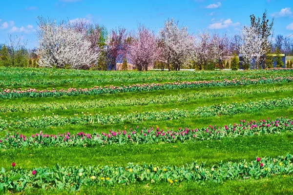 Kleurrijke Tulpenveld Met Groen Gras Wandelpaden Schilderachtige Bloeiende Kersenbomen Achtergrond — Stockfoto