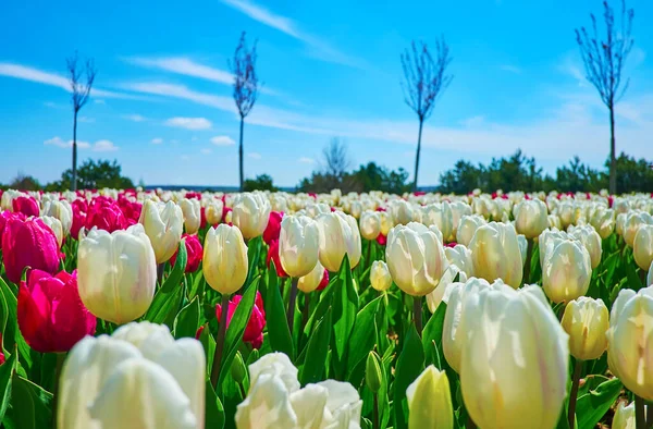 Bright Blooming Tulip Field White Purple Flower Buds Dobropark Arboretum — Stock Photo, Image