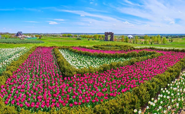 Die Malerischen Zierblumenbeete Mit Buchsbaum Und Tulpen Dobropark Arboretum Kyiv — Stockfoto