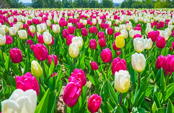 View Blooming White Burgundy Tulips Field Dobropark Arboretum Kyiv Region — Stock Photo, Image