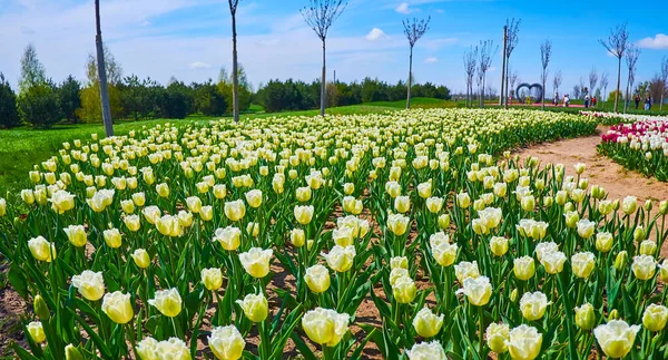 Scenic White Yellow Blooming Fringed Tulips Field Dobropark Arboretum Kyiv —  Fotos de Stock