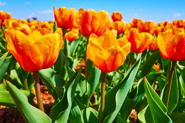 Close View Bright Orange Red Tulips Field Dobropark Arboretum Kyiv — Stock Photo, Image