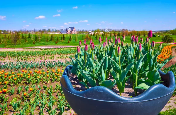 Das Tulpenfeld Mit Bunten Blumen Und Knospen Lila Papageientulpen Einem — Stockfoto