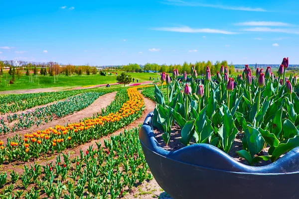 Der Malerische Blick Auf Geschwungene Tulpengassen Und Die Knospen Der — Stockfoto