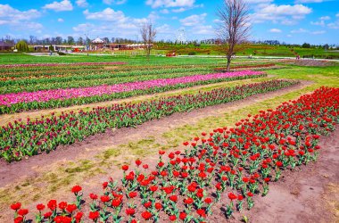Çiçek açan lale tarlasının manzaralı bahar doğası, Dobropark Botanik Bahçesi, Kyiv Bölgesi, Ukrayna