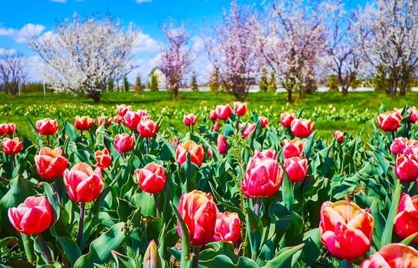 Enjoy Tulip Cherry Flowers Dobropark Arboretum Kyiv Region Ukraine — Stock Photo, Image