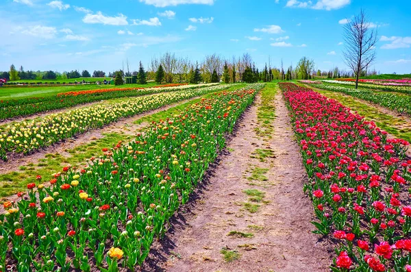 Frühling Tulpenfeld Mit Blühenden Doppeltulpen Reihen Dobropark Arboretum Kiewer Gebiet — Stockfoto