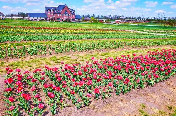 Genießen Sie Die Landschaft Mit Blick Auf Ein Üppiges Tulpenfeld — Stockfoto