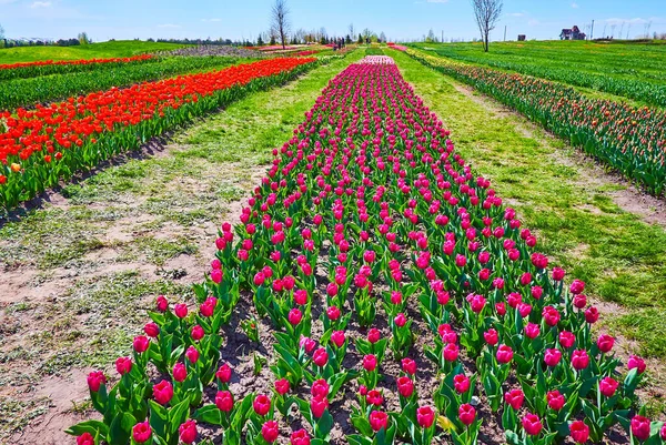 Los Tulipanes Color Rojo Brillante Morado Campo Tulipanes Verdes Dobropark —  Fotos de Stock