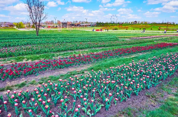 Het Tulpenveld Sierbloembedden Het Reuzenrad Dobropark Arboretum Kiev Oekraïne — Stockfoto