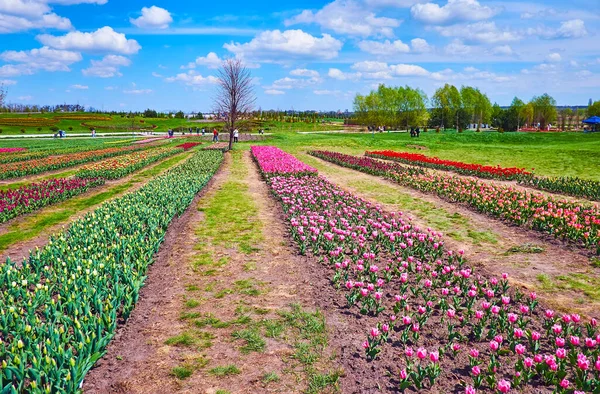 Der Tulpenfeldweg Ist Eine Schöne Möglichkeit Sich Entspannen Und Die — Stockfoto