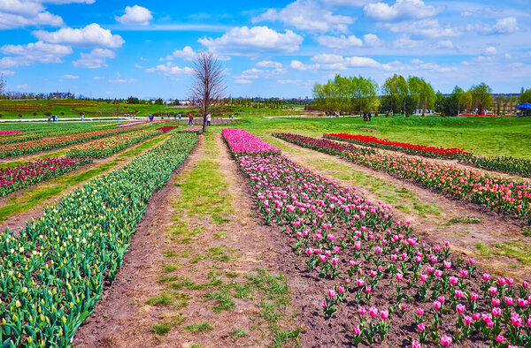 The tulip field walk is a nice way to relax and watch the scenic colorful flowers, Dobropark Arboretum, Kyiv Region, Ukraine