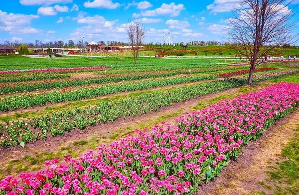 Row Bright Pink Blooming Tulips Front Rows White Red Yellow — Stock Photo, Image