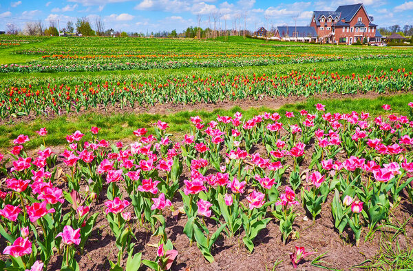 The picturesque tulip field on the plain of Dobropark Arboretum, Kyiv Region, Ukraine