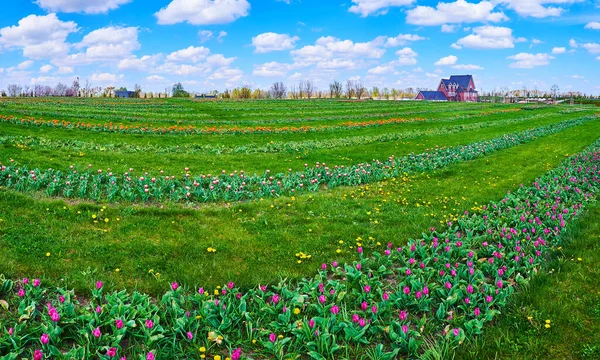 Die Linien Der Bunten Tulpe Auf Dem Panorama Des Leuchtend — Stockfoto
