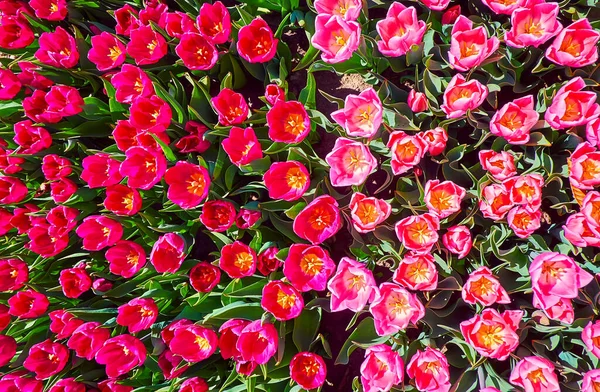 View Blooming Pink Purple Tulips Dobropark Arboretum Kyiv Region Ukraine — Stock Photo, Image