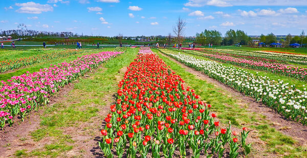 Enjoy the bright and colorful tulip field in blossom, Dobropark Arboretum, Kyiv Region, Ukraine