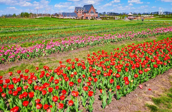 Loop Bloeiende Tulp Veld Geniet Van Het Landschap Heldere Kleuren — Stockfoto