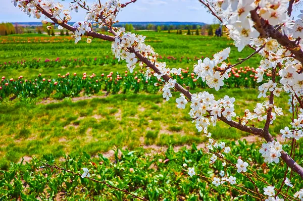 Der Blühende Weiße Kirschzweig Vor Dem Tulpenfeld Mit Roten Lila — Stockfoto