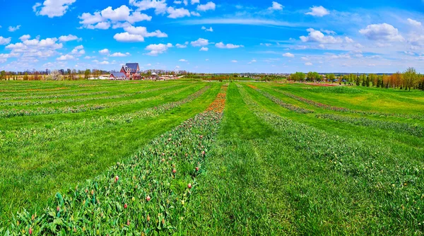 Die Malerische Ebene Mit Saftgrünem Gras Den Gassen Und Reihen — Stockfoto