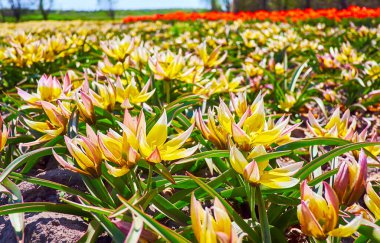 Tulipa urumiensis 'in manzaralı Targa laleleri, Dobropark botanik bahçesi, Kyiv bölgesi, Ukrayna' da yetişiyor.