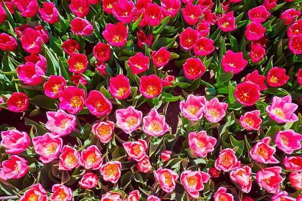 Closeup Blooming Pink Purple Tulips Located Dobropark Arboretum Kyiv Region — Stock Photo, Image